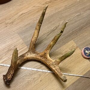 Rustic Brown Antler Wall Decor